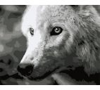 Картина по номерам "Белый волк" 40х50см, акрил