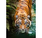 Картина по номерам "Крадущийся тигр" 30х40см