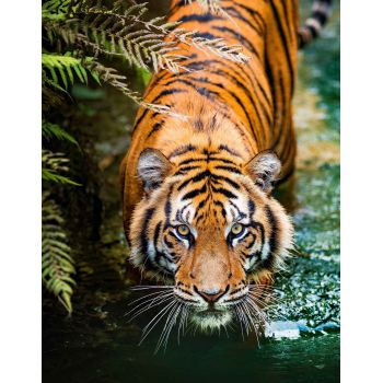 Картина по номерам "Крадущийся тигр" 30х40см