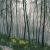 Картина по номерам "Таинственный лес" 40х30см